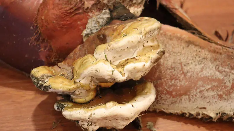 WhatsApp Image 2025 07 17 at 4.43.35 PM